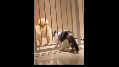 Funny cat trying to slit between the baby door