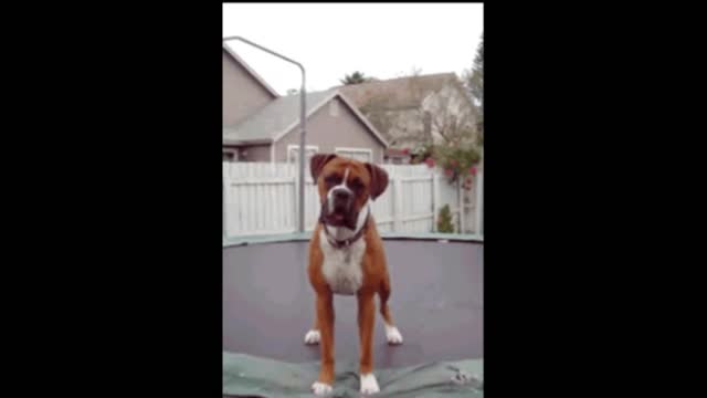 Gif video of dog playing on elastic camera