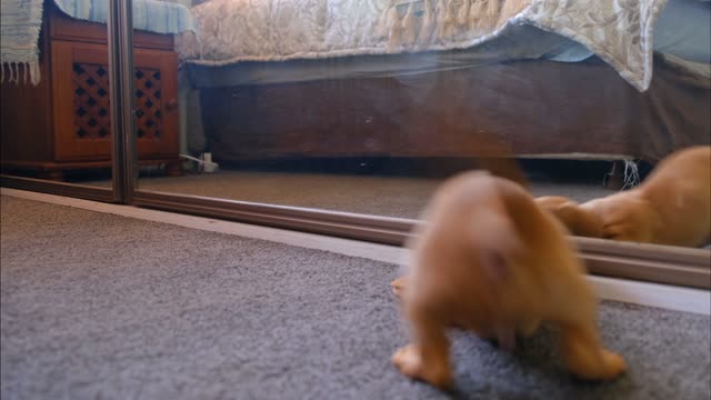 Funny funny dog 😂