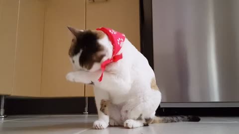 cute kitten moment 2021