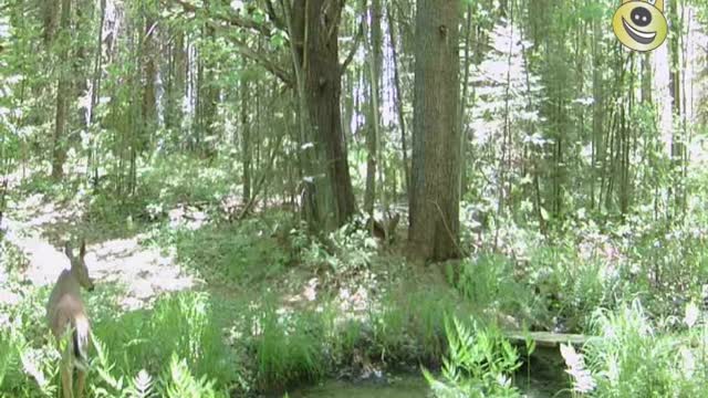 Video Clips 21 - Deer At The Creek