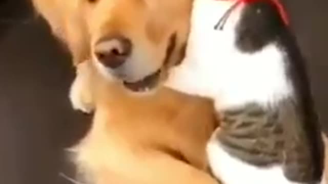Funny dog and cute cat are friend