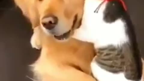 Funny dog and cute cat are friend