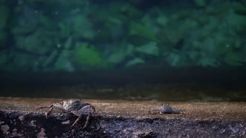 Wild crab crawling on concrete near sea shore in Maldives sea slow motion