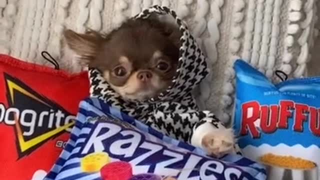 Dog wearing his favorite sweaters.🤣🤣 Watch it it's hilarious!!