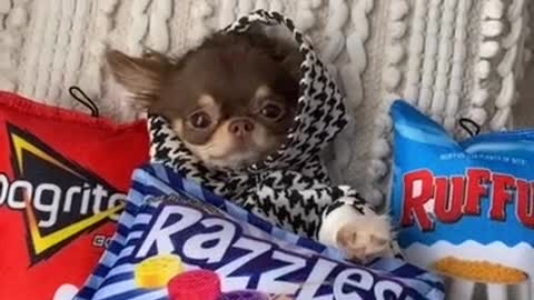 Dog wearing his favorite sweaters.🤣🤣 Watch it it's hilarious!!