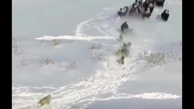 A pack of wolves chasing a herd of cows?