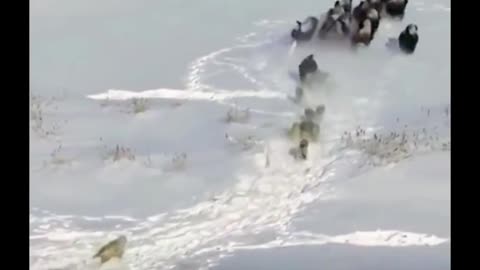 A pack of wolves chasing a herd of cows?