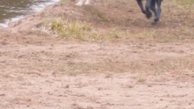 10 dogs at the beach having a hoppy day in the water