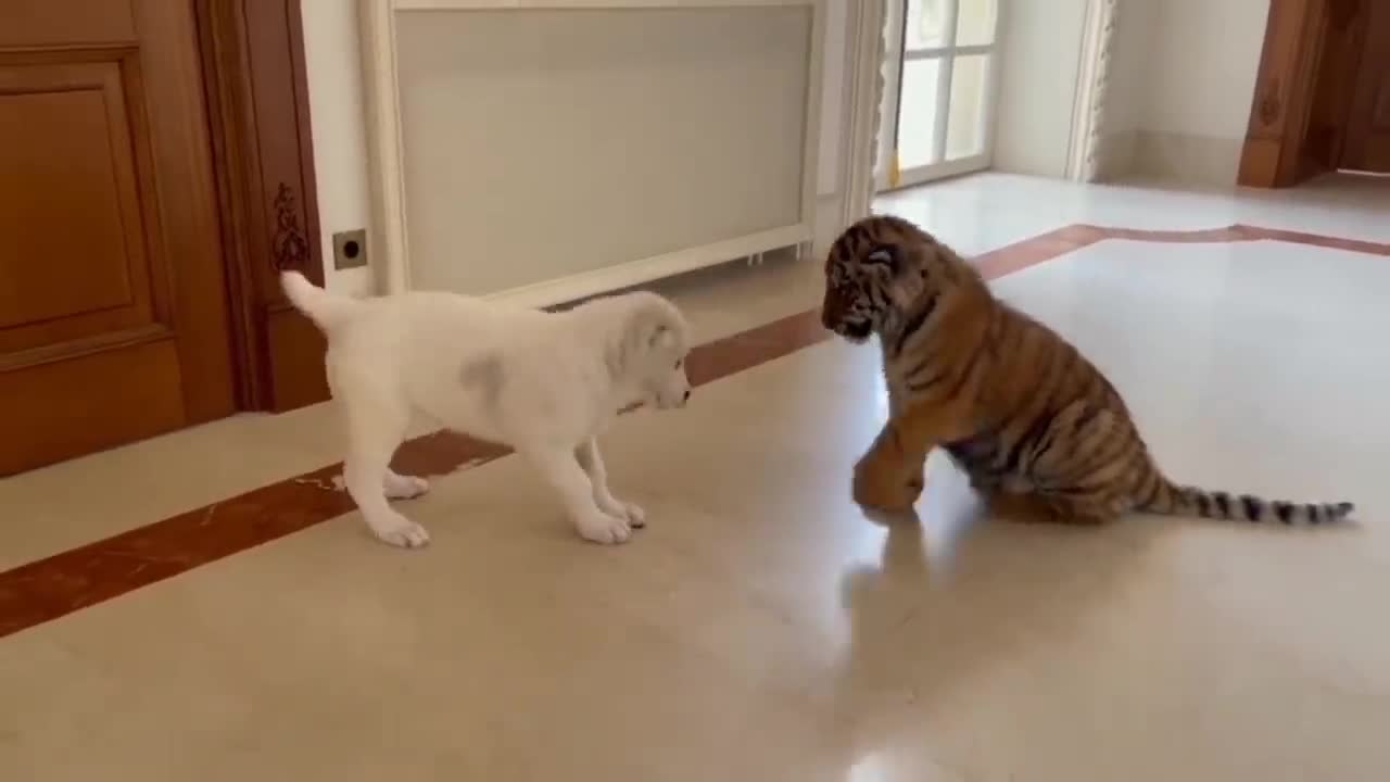 dog vs baby tiger play together