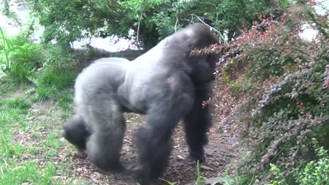 ×Gorilla hits glass at Henry Doorly Zoo