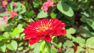 Beautiful Red Flowers