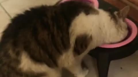 #shorts #gatos #cats marcando território não dá né Valdomirim?😾