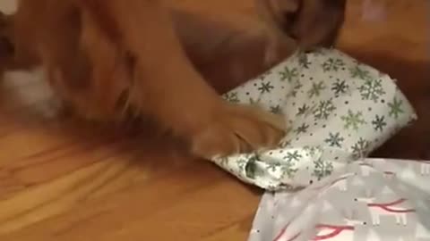 Golden Retriever opens Christmas gift