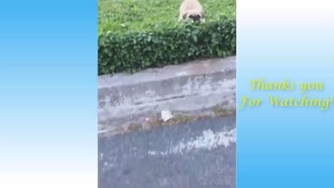 Funny Home pets Videos 2021-2