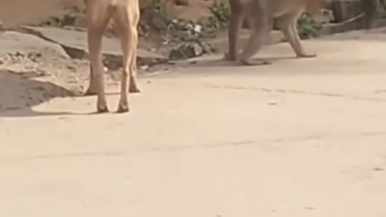 Funny animal video