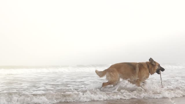 dogs in the sea