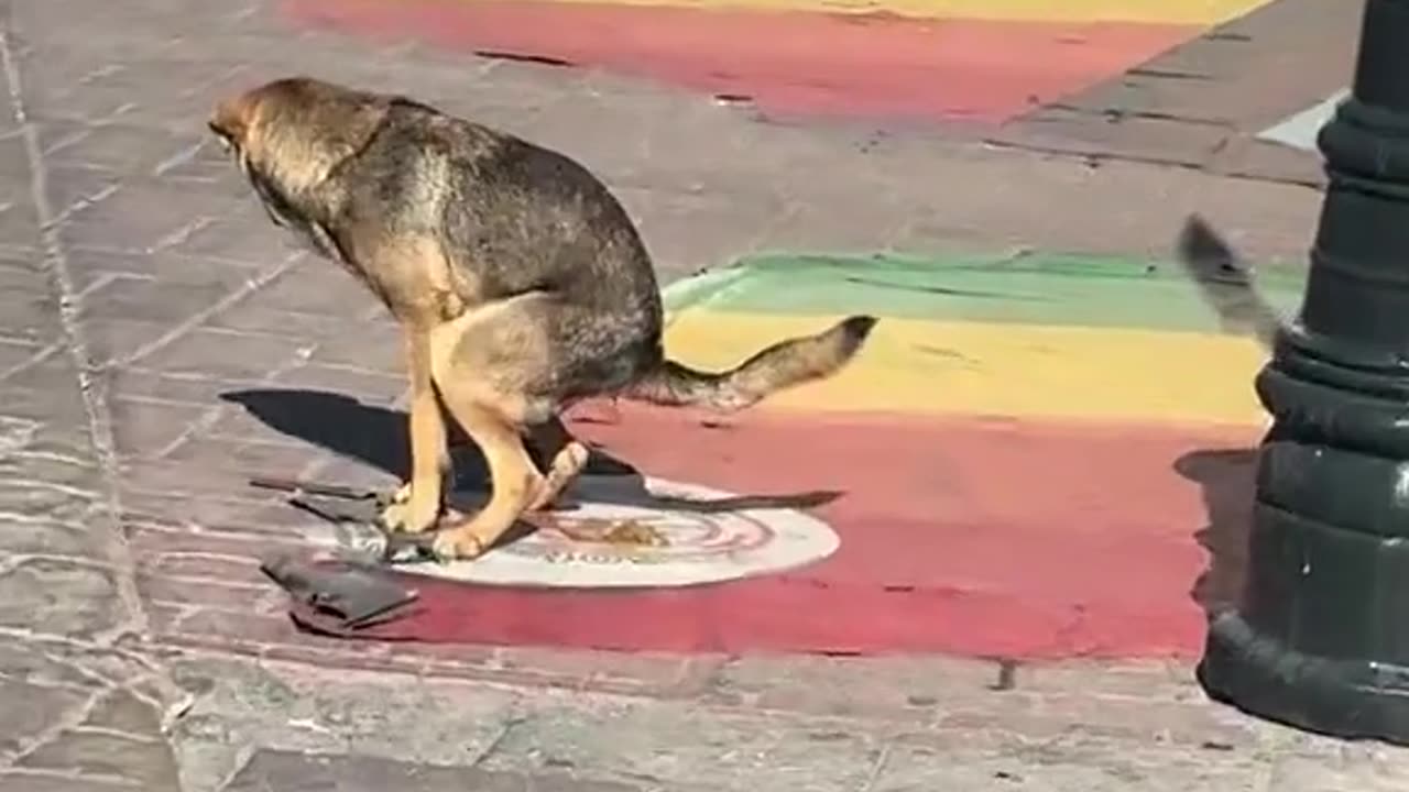They’re gonna charge this dog with a couple felonies and a hate crime