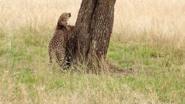 A Cheeta Hunting