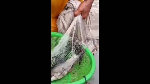 Viral Fishing Traditional Style