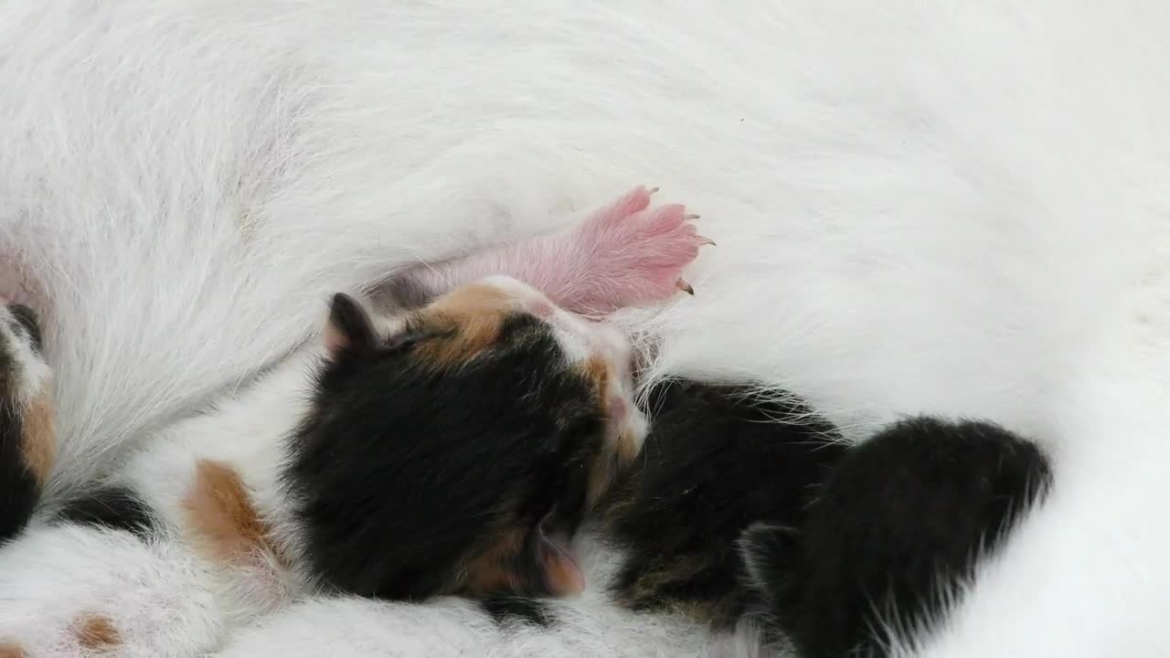 Newborn cats with their mother