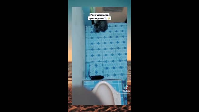 When Your Cat🐈 fear From Rat 🐁