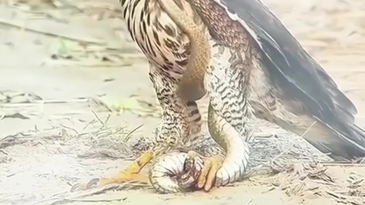 Bird funny videos