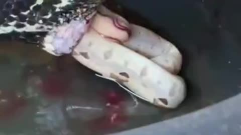 Did you know 30 of snakes give live birth 😱