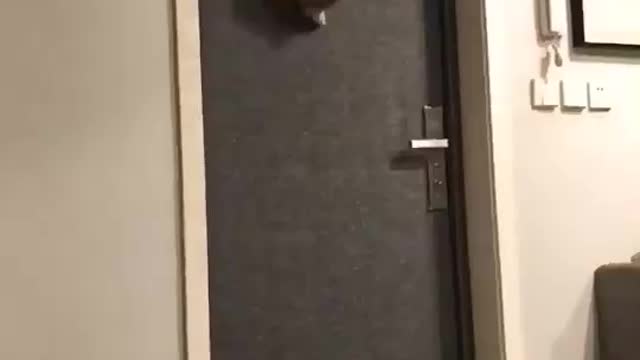 Baby Cat climb on the door