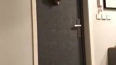 Baby Cat climb on the door