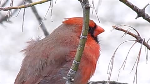 April 20, 2022- This Morning's Birds