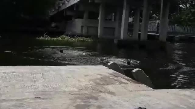 Boat Gets in the Way of Bridge Jump