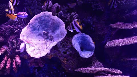 Relaxing Music | Sleeping, Meditation, Stress Relief | [1603] ⭐️