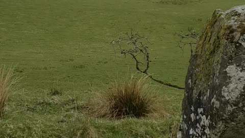 Loupin Stanes Stone Circle