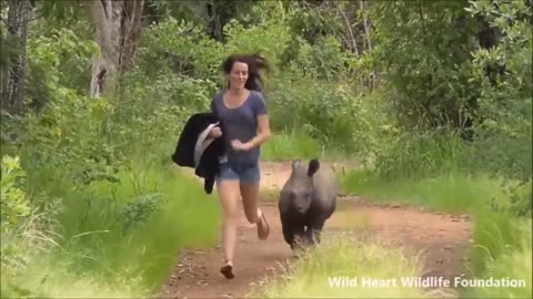 cute baby animals
