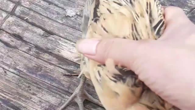 two beautiful chicks