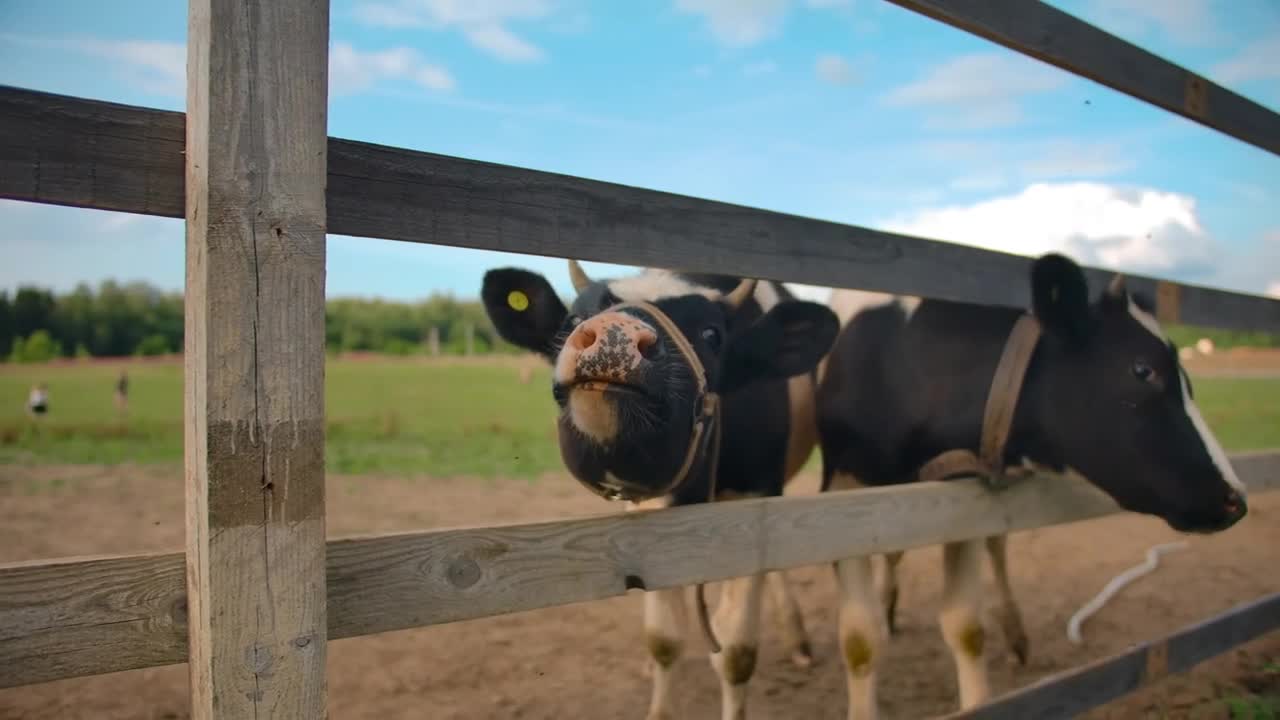 Cows rubbing heads with fence