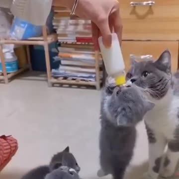 Nobody takes away my food 😼😹 (The suction power though!)