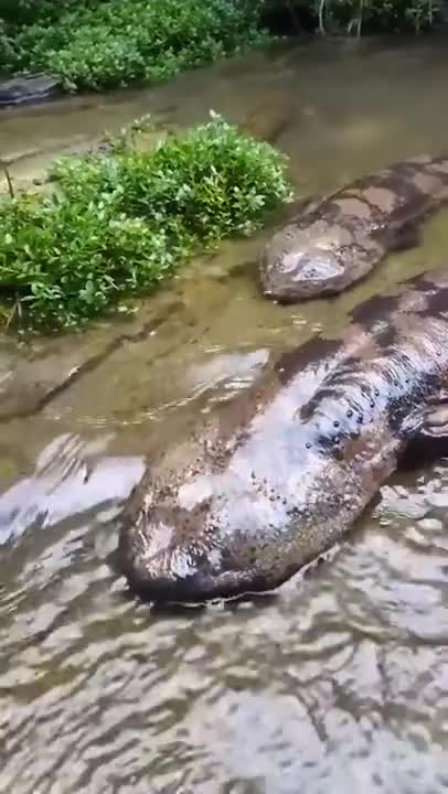 Giant aquatic salamanders