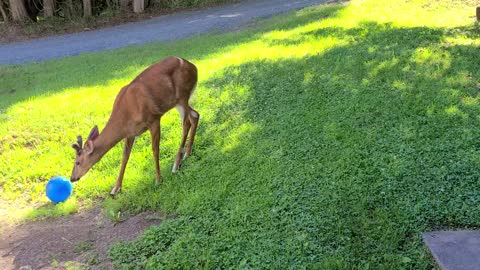 Wild deer incredibly plays with beach ball