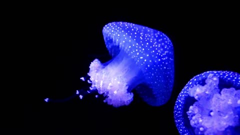 Blue jellyfish swimming in dark water