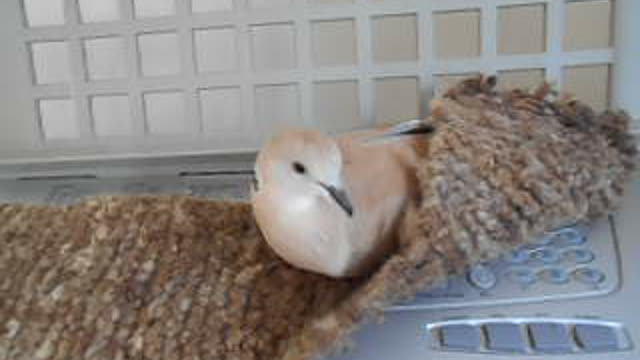 Aloha Oe by the Honeypuff Dove (:D