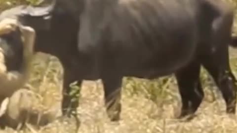 Buffalo and lion fighting runing africar safari.