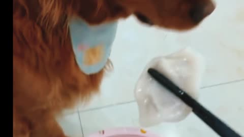 Dog's eating momo