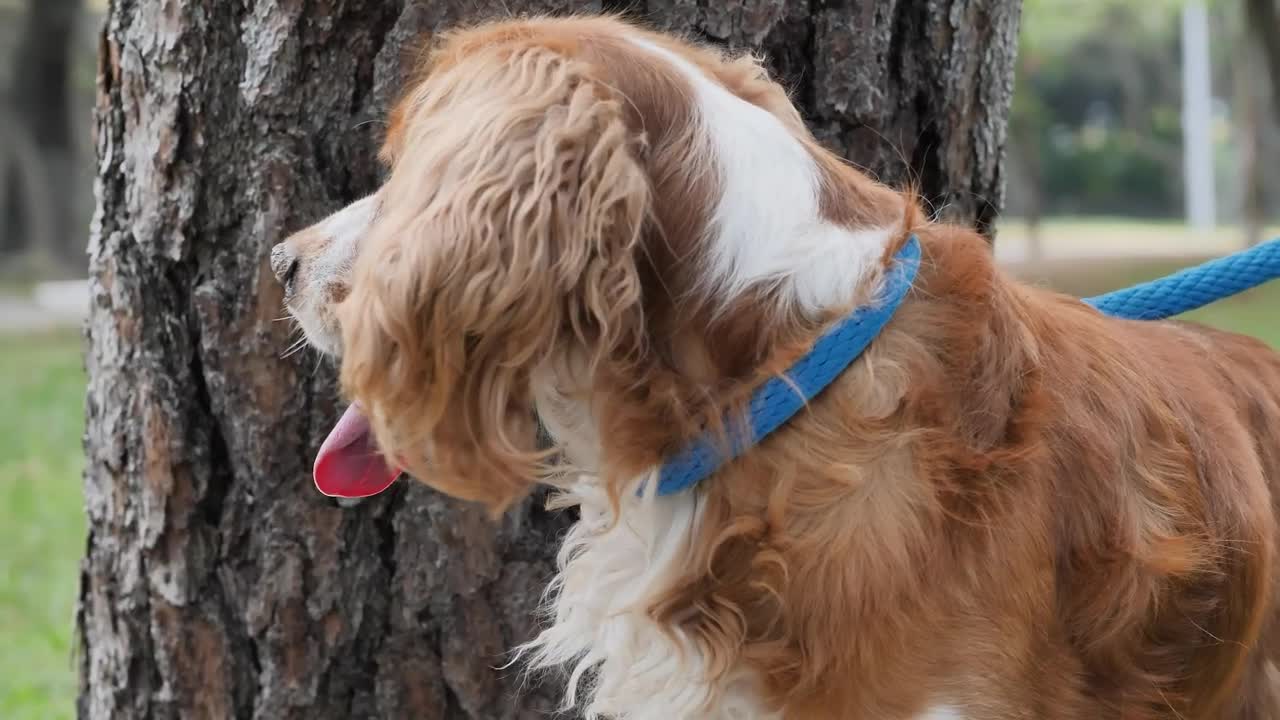 Small brown dog in nature