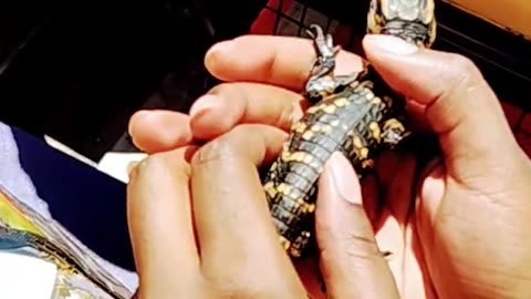 Baby alligators on swamp