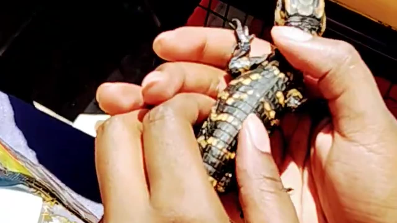 Baby alligators on swamp