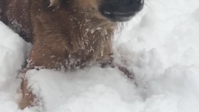 Brown dog in snow licking lips in slomo