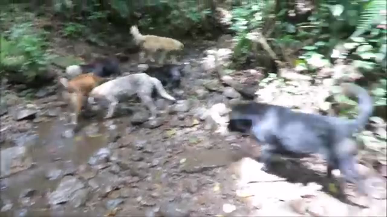 Territorio_de_Zaguates_"Land_of_The_Strays"_Dog_Rescue_Ranch_Sanctuary_in_Costa_Rica(360p)