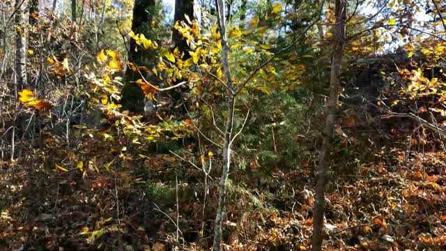 Up to the top of our Alabama property